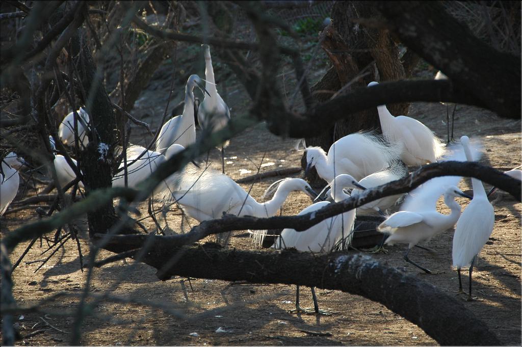 Oiseaux 26