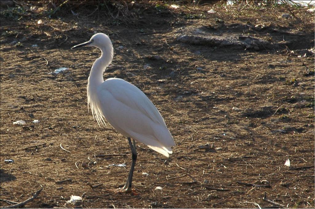 Oiseaux 27