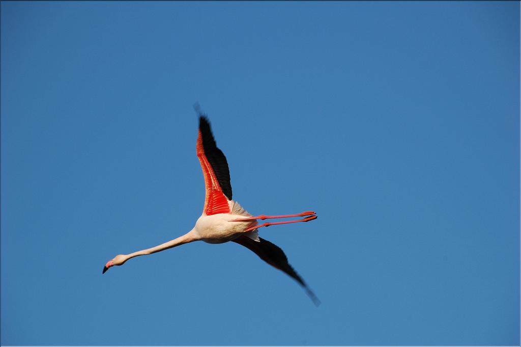 Oiseaux 28