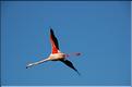 Oiseaux 28