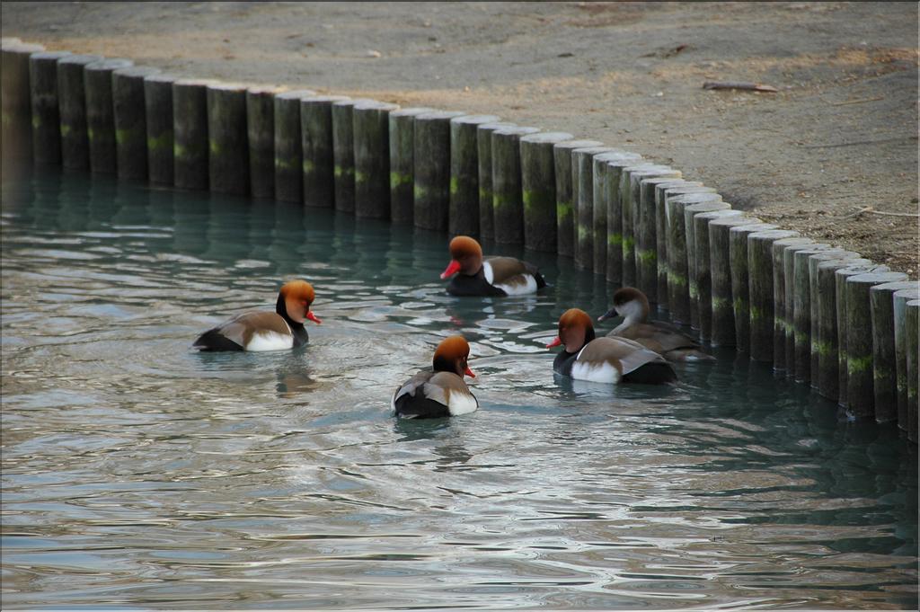 Oiseaux 29