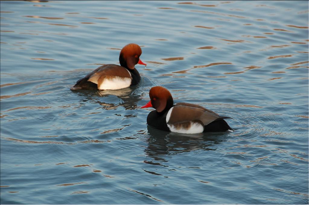 Oiseaux 30