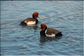Oiseaux 30