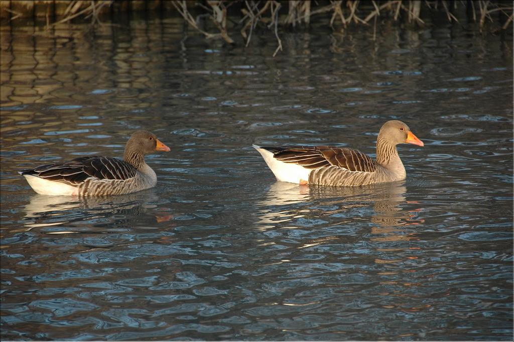 Oiseaux 31