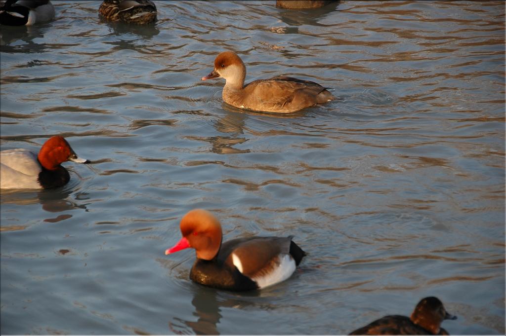 Oiseaux 32