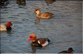 Oiseaux 32
