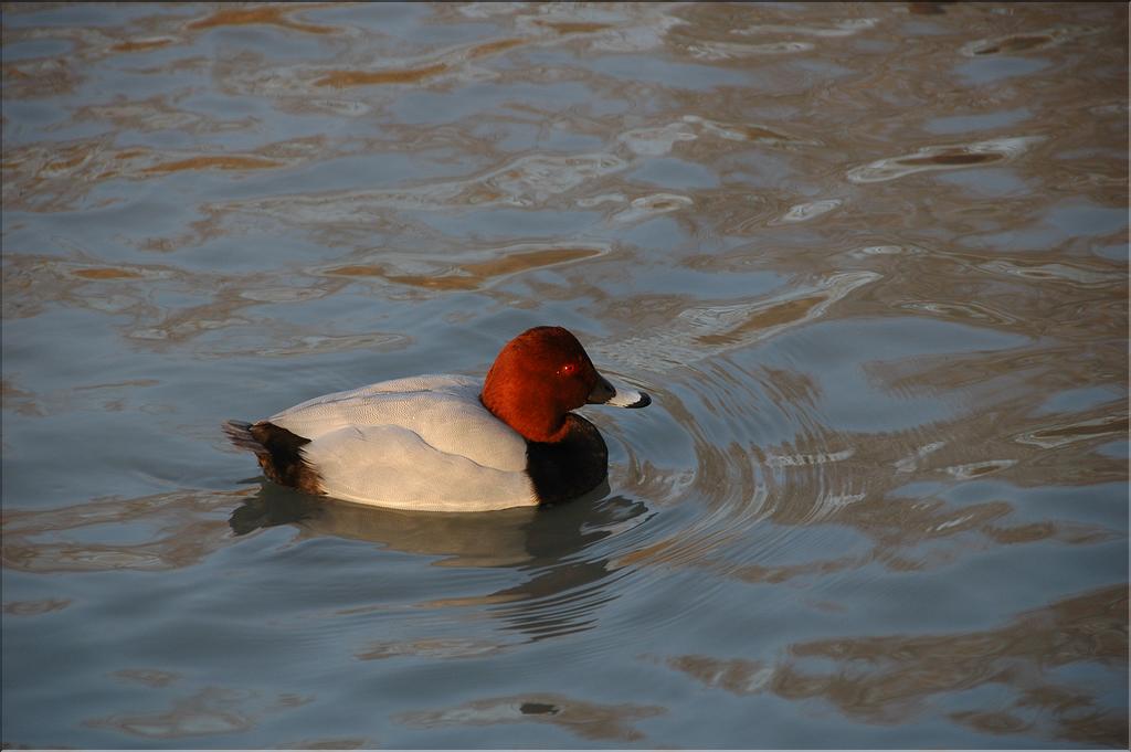 Oiseaux 33