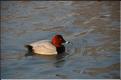 Oiseaux 33