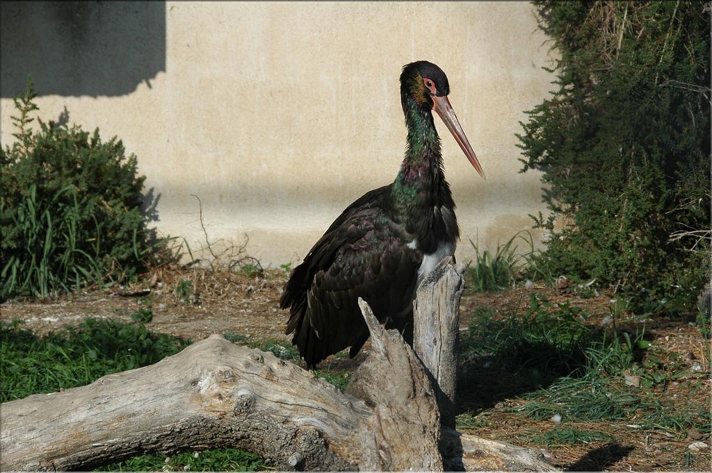 Oiseaux 34