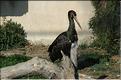 Oiseaux 34