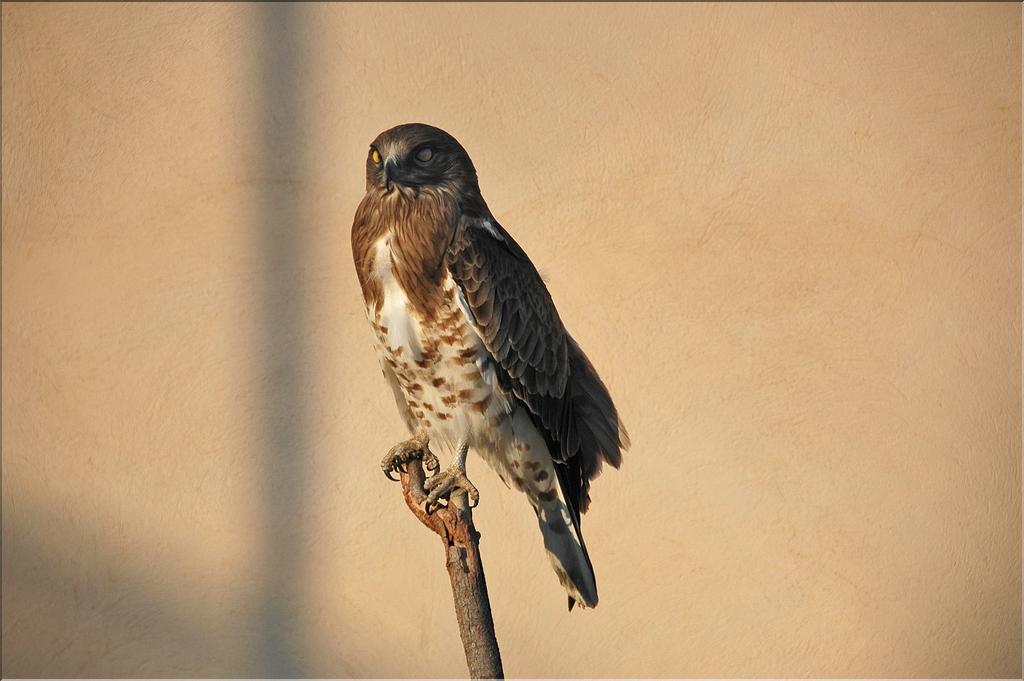 Oiseaux 35