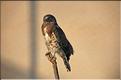 Oiseaux 35