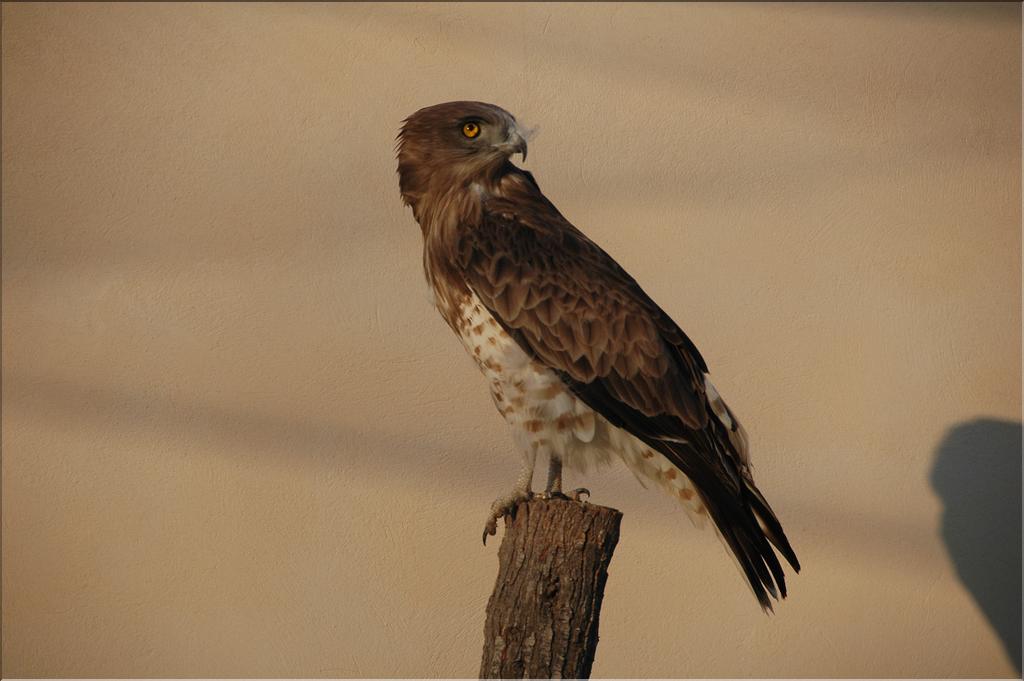 Oiseaux 36