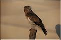 Oiseaux 36