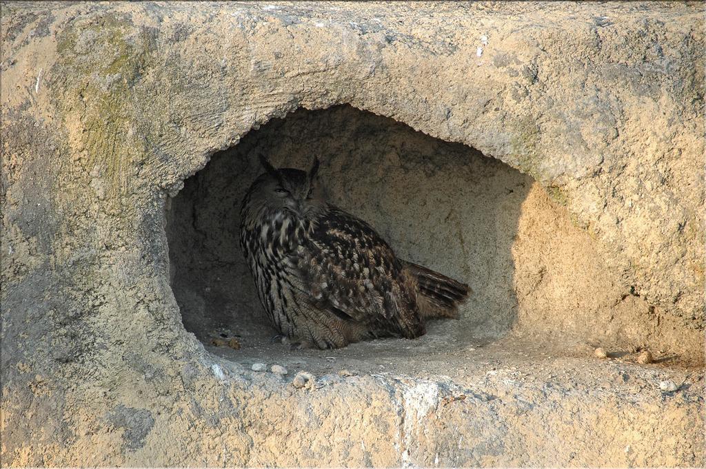 Oiseaux 37