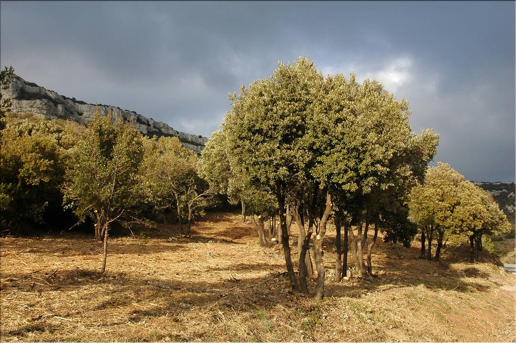 Ste_Baume_2  32