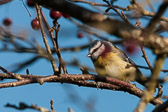 Mésange bleue