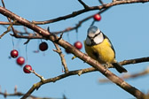 Mésange bleue