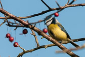 Mésange bleue