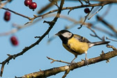 Mésange charbonnière