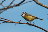 Mésange bleue