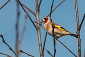 Chardonnneret élégant