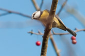 Mésange bleue