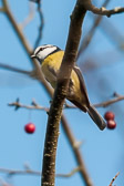 Mésange bleue