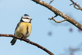 Mésange bleue