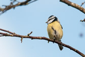 Mésange bleue