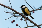 Mésange charbonnière