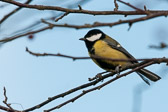 Mésange charbonnière