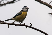 Mésange bleue