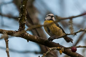 Mésange bleue