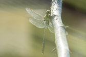 Anax imperator