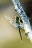 Anax imperator