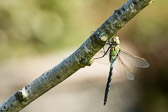 Anax imperator