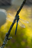 Anax imperator