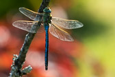 Anax imperator