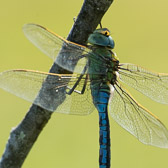 Anax imperator