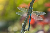 Anax imperator