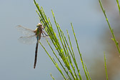 Anax imperator