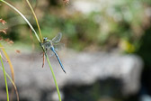 Anax imperator