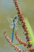 Anax imperator