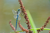 Anax imperator