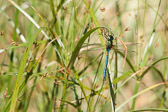 Anax imperator