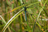 Anax imperator