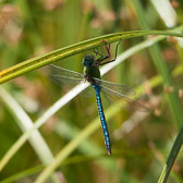 Anax imperator