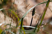 Anax imperator