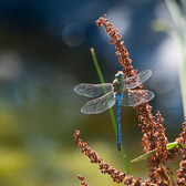 Anax imperator